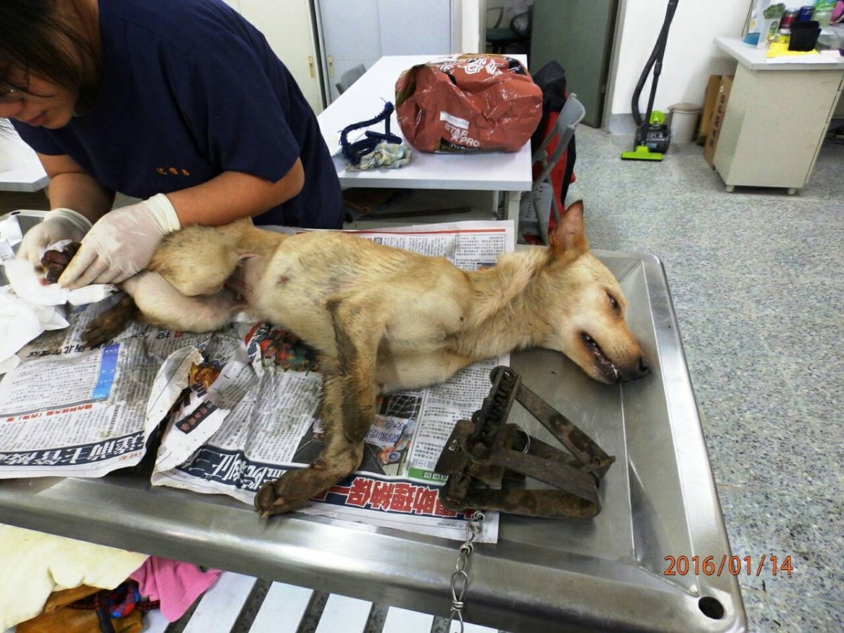 獸醫緊急幫狗狗處理被獸鋏夾到的傷口。　基隆市動物保護防疫所/提供