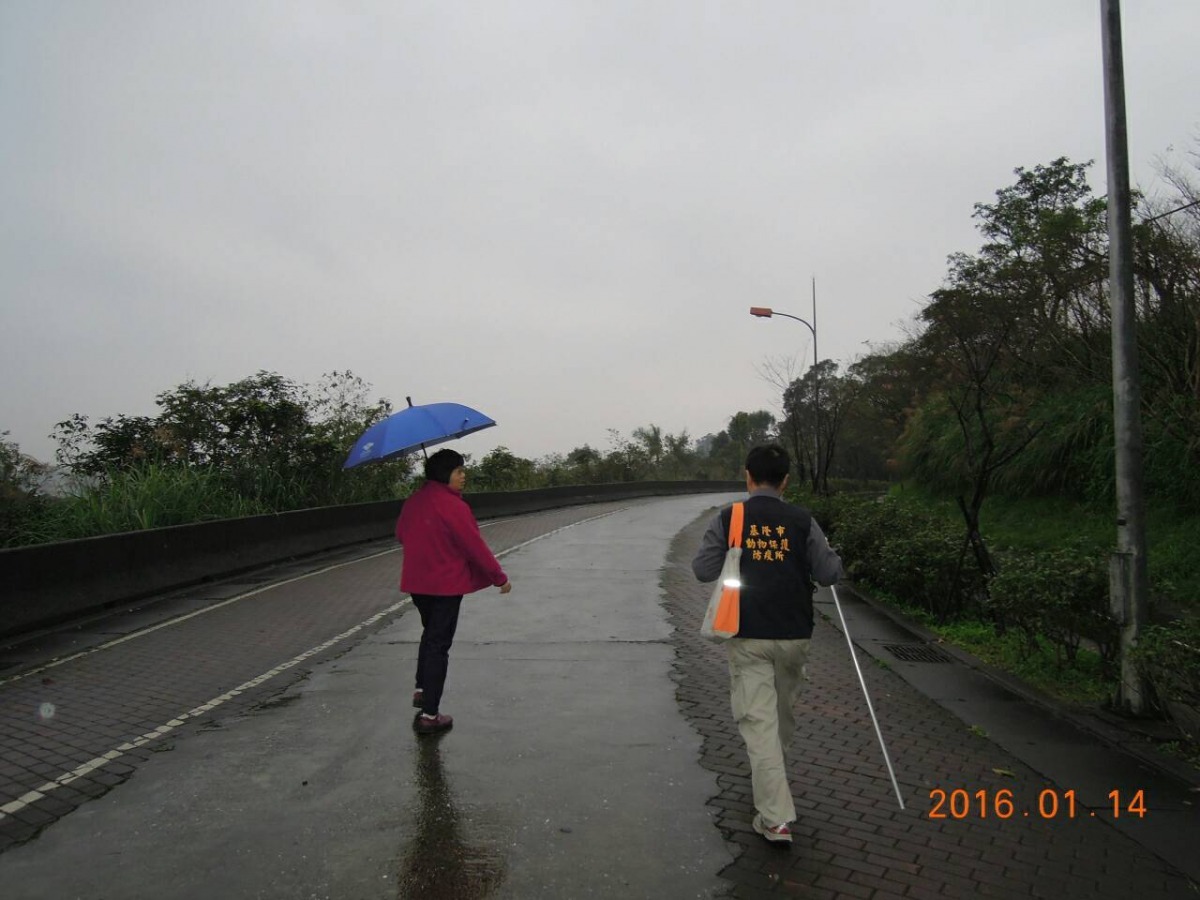 14日早上，動保員急切地在雨中找尋傷犬的蹤跡。　基隆市動物保護防疫所/提供