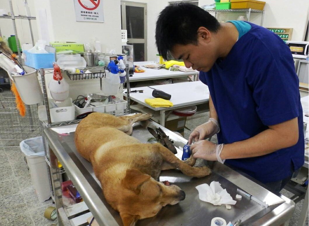 獸醫緊急幫狗狗處理被獸鋏夾到的傷口。　基隆市動物保護防疫所/提供