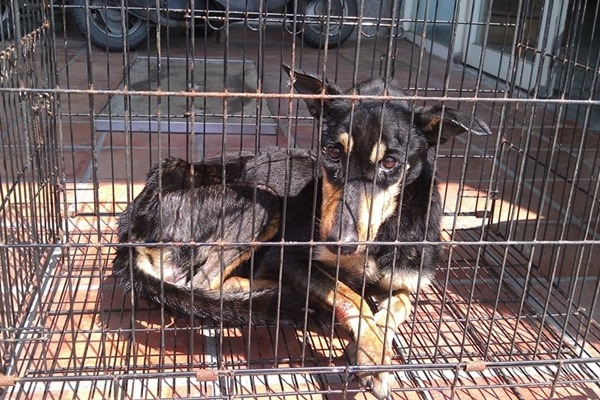 宜蘭收容所的黑狗媽媽失去13個孩子,不吃不喝,瘦到只剩7公斤。 吳建興/提供