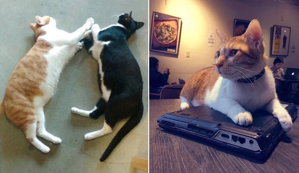就算不喜歡貓咪，也不可以動手傷害牠們哦！　猜咖啡/提供