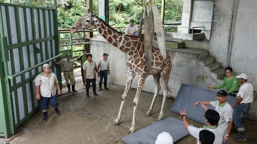 長宵的後腿明顯無力。　台北市立動物園/提供