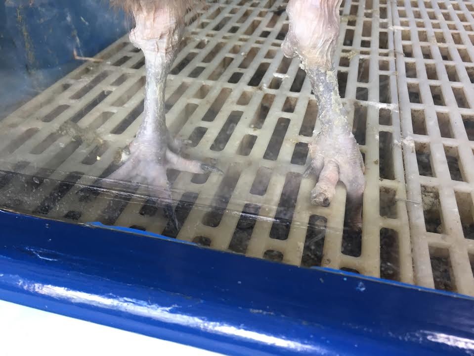 業者在無麟雞籠內鋪設塑膠洞板，易使雞爪卡住受傷，且洞板下的雞隻排泄物也未積極清理。　TSPCA/提供