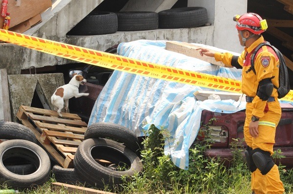 搜救犬和控犬員之間的關係非常緊密，從每日不間斷的訓練中，培養出深厚的信任和依賴，控犬員和搜救犬平時幾乎不會分開 。圖為搜救犬訓練照。　台灣動物新聞網資料照。