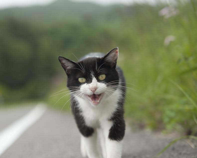 Uta的新家庭對牠非常疼愛，為了迎接牠，添購了許多貓咪專用家具，也改了家中裝潢。　上村雄高「Call My Name」日本福島犬貓紀錄展/提供