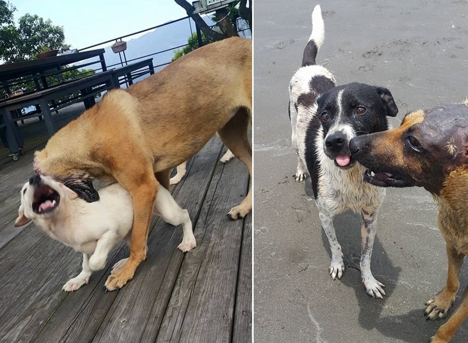 娜娜太熱情 李孟寶/提供