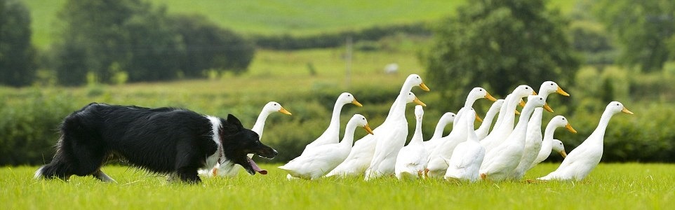 這隻狗可不是在追擊鴨子,牠是今年3歲的「牧鴨犬」Sam。 取自dailymail