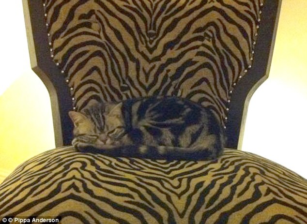 沒事！你繼續睡！　取自《dailymail》