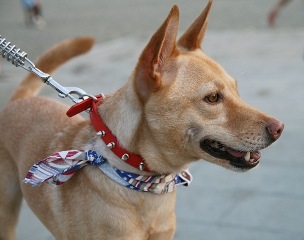 歐弟原本是工廠的看門狗,被好心老闆剪斷鐵鍊逃跑,遇上藝慾的大炮和瞳瞳。 藝慾/提供