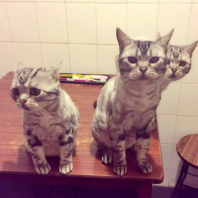 被排擠了? 取自lanlan731