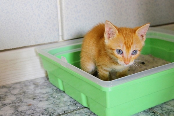 貓砂盆最好別加蓋。　Flickr_葛雷斯卡