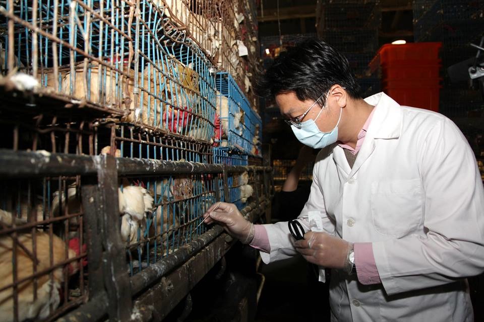 台北市家禽批發市場首度驗出禽流感，台北市動保處將提高監測強度，為民眾把關。　資料照片，台北市動保處/提供