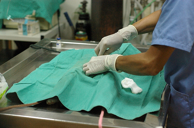 為了實現零安樂,《動保法》修正草案也明定飼主應幫寵物絕育,若不絕育或想自家繁殖,應向縣市主管機關申報。 Flickr_Yuan