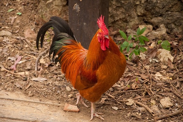 改品種改良及飼育技術所賜，台灣肉雞成熟僅需32-35天，也惹來非法施打生長激素之嫌，對此，吳昆民表示，台灣絕對沒有。此為示意圖。　Flickr_高雄人@新竹