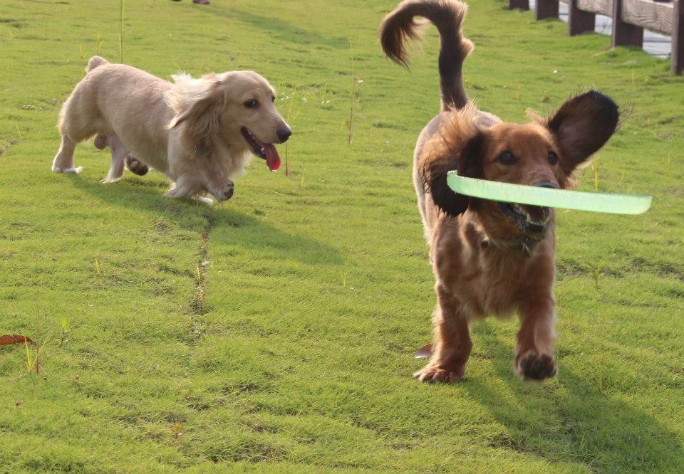 陣小姐認為，毛孩的爸媽要主動去創造對寵物友善的社會氛圍。　陣小姐/提供