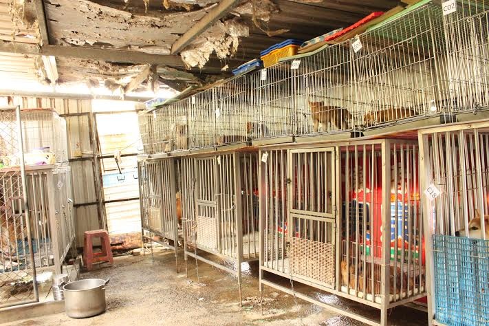 繁殖場內環境。　TSPCA/提供