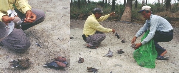 圖為放生鳥業者,為提供鳥給宗教團體購買,不法捕捉鳥類。 取自台灣動物社會研究會