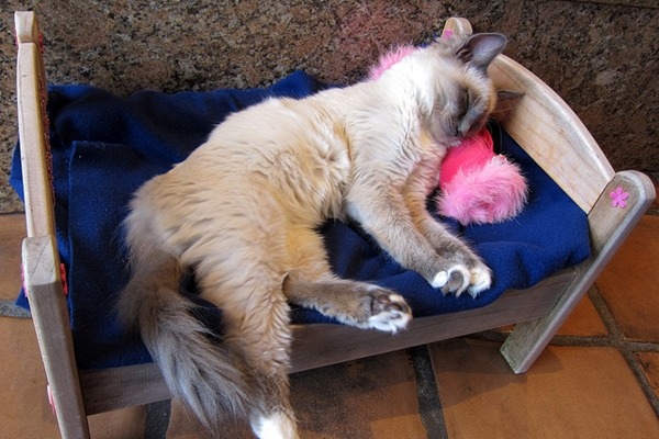 寵物若有需要專屬毛巾或生活用品，要先告知業者喔！　Flickr_Steve Jurvetson