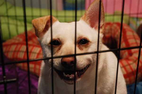 很多民眾對籠子有負面印象,但其實籠子也可以是寵物安心休息的地方。 Flickr_ Szapucki