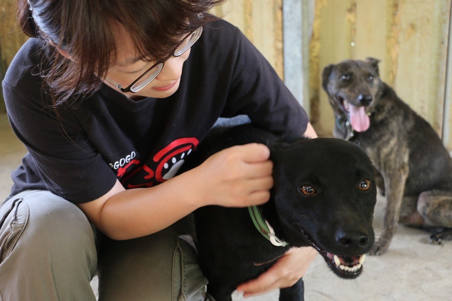 狗來富家園的狗狗大多親人愛撒嬌。　中華民國保護動物協會/提供