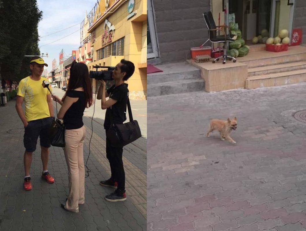 圖左為Dion受中國媒體採訪。很多網友覺得戈壁長得很特別，一定能很快被找回來，但烏魯木齊當地，長得類似的小狗非常多。　取自Bring Gobi Home
