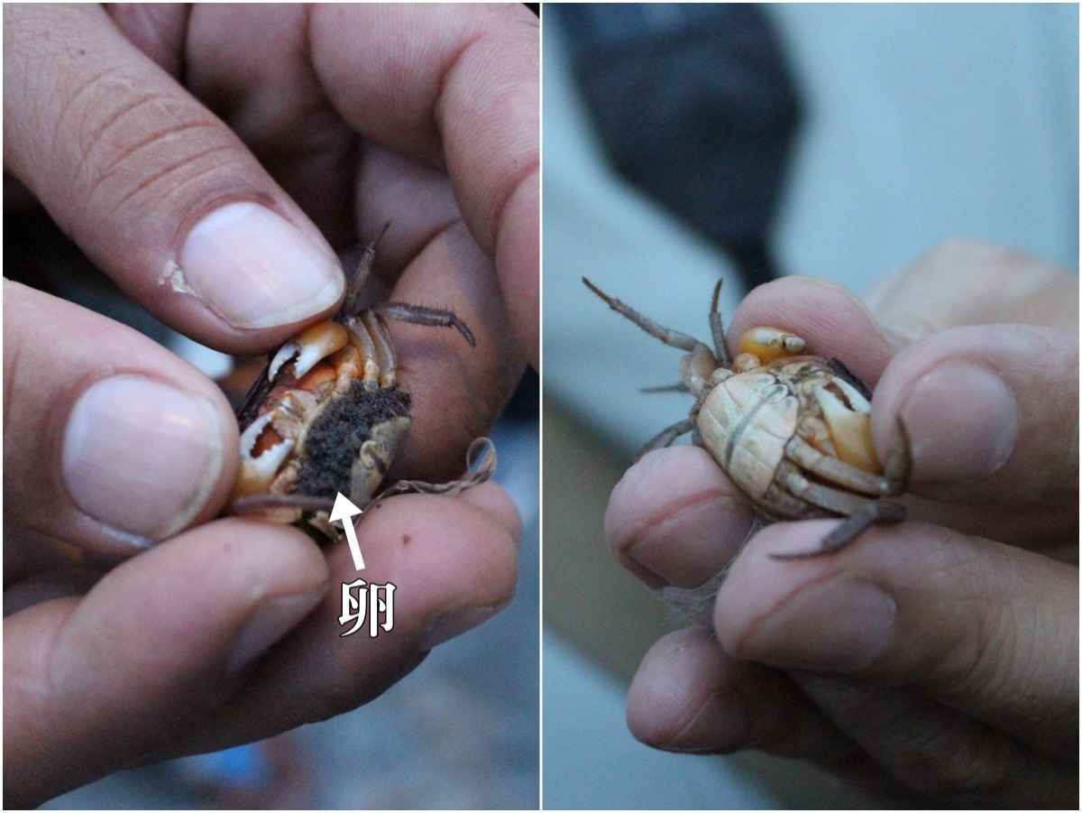 圖左為抱卵母蟹，黑色的部分就是蟹卵。　黃靖雅/攝