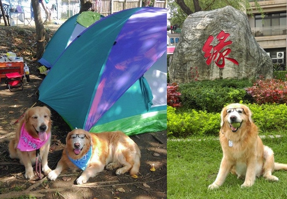 毛孩們最愛出去玩了！　取自友善寵物司機愛毛孩