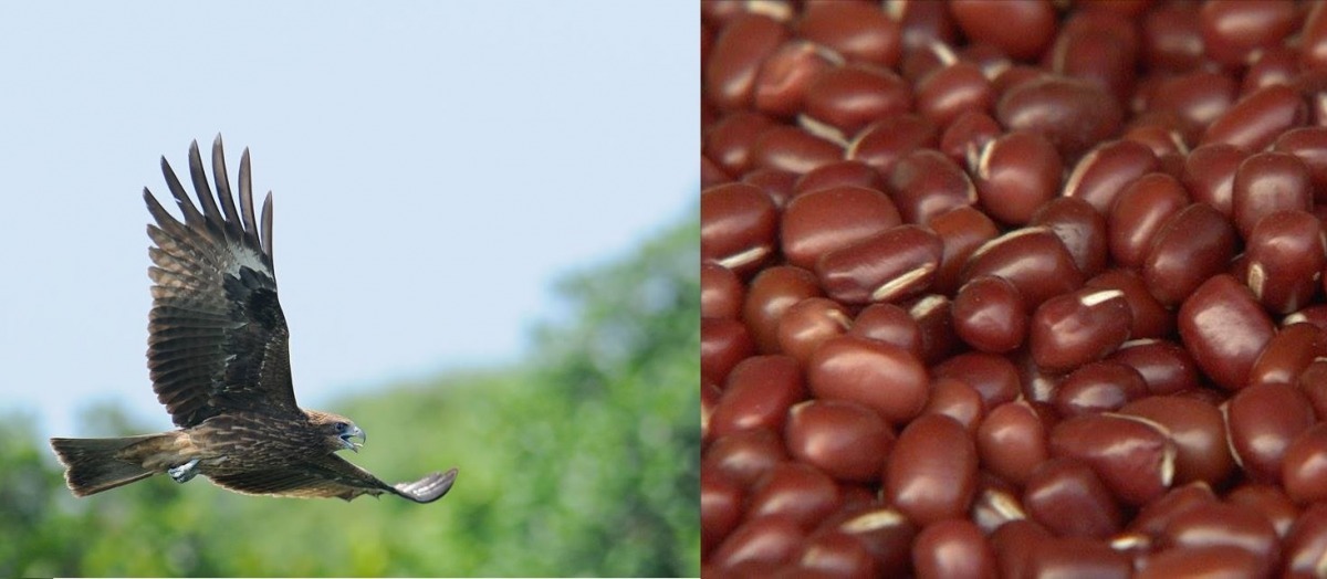 友善生態不一定代表減少產量。　屏科大鳥類生態研究室/提供