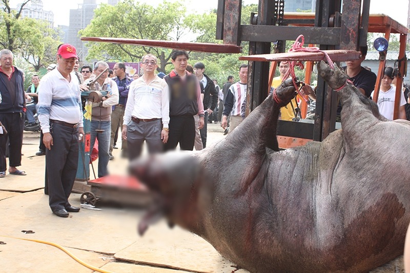 神豬被起重機吊起。　台灣動物社會研究會/提供
