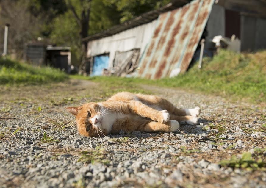 Mame是一隻幸運的貓，核災後牠的主人仍不斷往返庇護所和村中照顧牠，牠在上村雄高的幫助下，也已找到幸福的新家。　上村雄高「Call My Name」日本福島犬貓紀錄展/提供