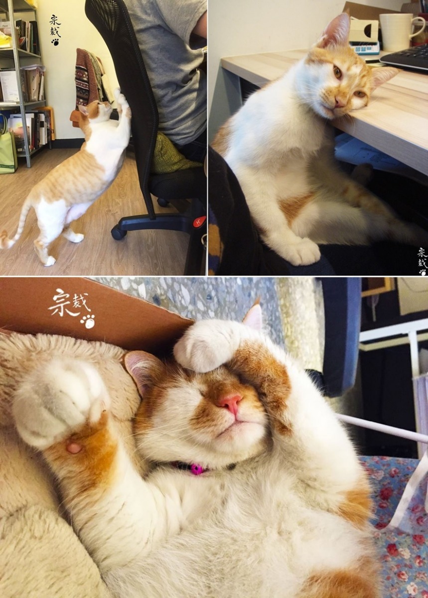 總裁上班時的英姿。 取自總裁的上班日常