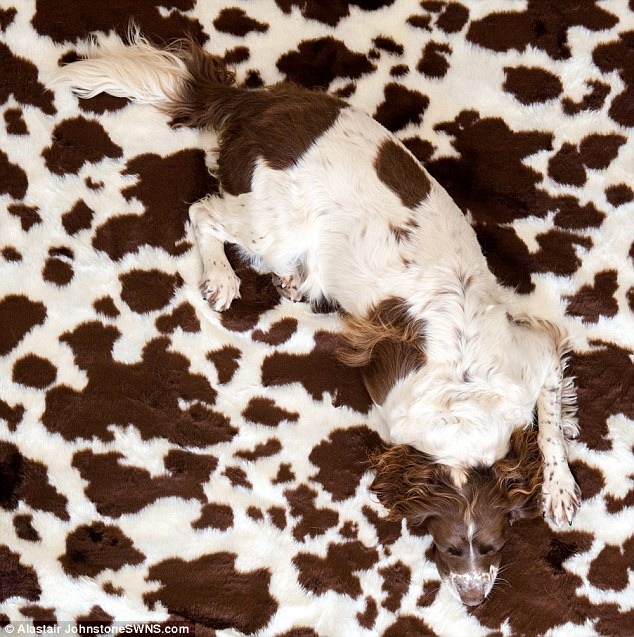 不需要因為不能出門散步，就自暴自棄到這種程度吧，再趴在這裡，你很快就會被踩扁的！　取自《dailymail》