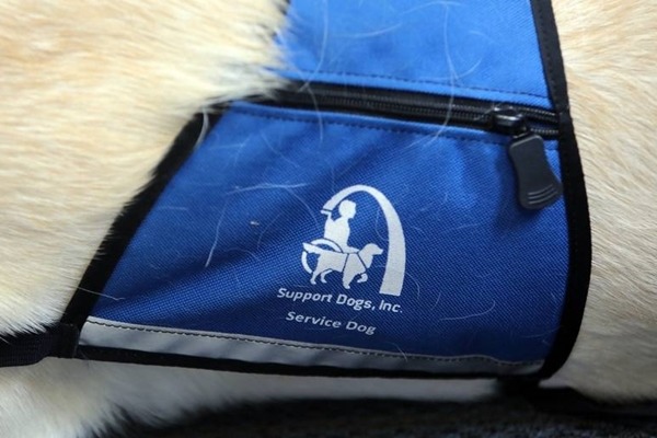 將來伊利諾州的服務犬可以光明正大走進法庭。 取自Life With Dogs