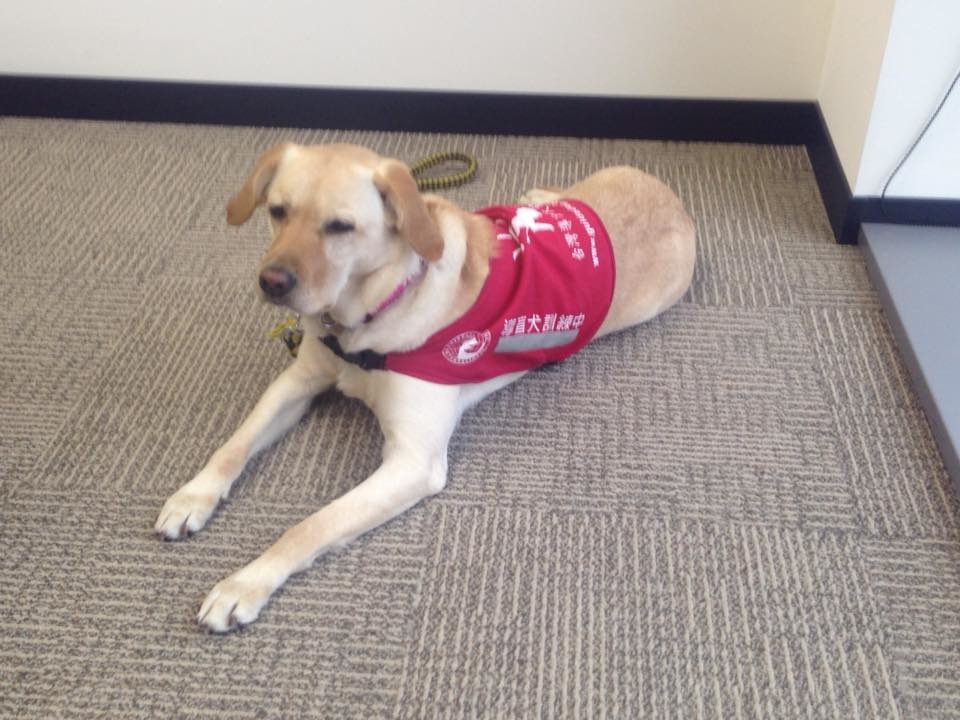 個性敏感、內向的Orange剛從學校畢業，配對的第一個使用者就是楊小姐。目前雙方正在共同訓練的階段，等訓練成功後，會正式從學校畢業，開始工作。　取自Guidedog Joyce 兔妞 and Orange 橘子