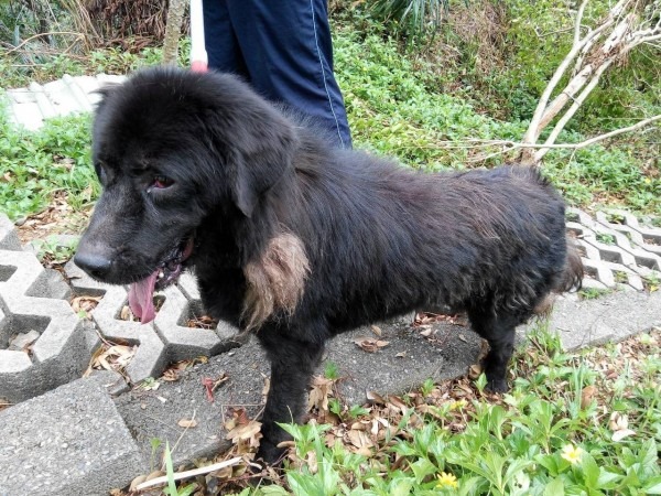 這隻混種獒犬雖外貌威猛，但性情算是溫和。　基隆市防疫所/提供