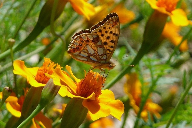 英國保育有成,嚴重瀕危的燦福蛺蝶,數量在一年之內成長180%。 Flickr_nociveglia