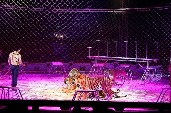老虎在馬戲團裡很常見，今年5月有1000名墨西哥民眾接受民調，有60.1％反對馬戲團使用獅子和老虎表演。　Flickr_Christian Ramiro González Verón