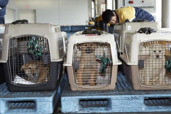 23隻從南韓救援的肉狗分批抵達美國。　取自WUSA 9