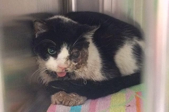 貓咪巴特被宣告不治、下葬後5天，竟然又出現在飼主眼前。　取自Fox13