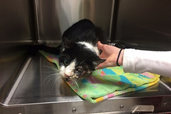 巴特現正在慈善機構治療中，只是左眼再也看不見。　取自Fox13