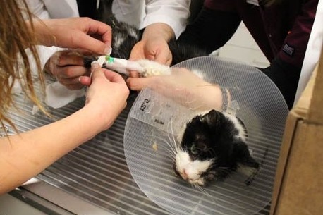 動保團體認為飼主拖了好幾天,才將從墳墓爬出來的巴特送醫。 取自WFLA