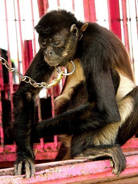 馬戲團動物的一輩子可能就耗在籠子裡了。　Flickr_Emily Corona