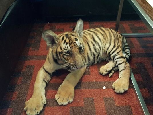 3個月大小老虎已經比貓咪大上不少，讓人想不注意到也難。　取自Forever Wild Exotic Animal Sanctuary