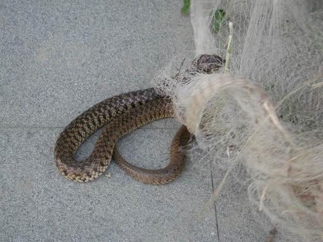 生態保育學者以漁網為例，強調天燈框架也可能纏繞鳥類或中小型哺乳類動物致死。圖為被漁民棄置的手拋網纏繞，不得動彈的臭青母。　關渡自然公園/提供