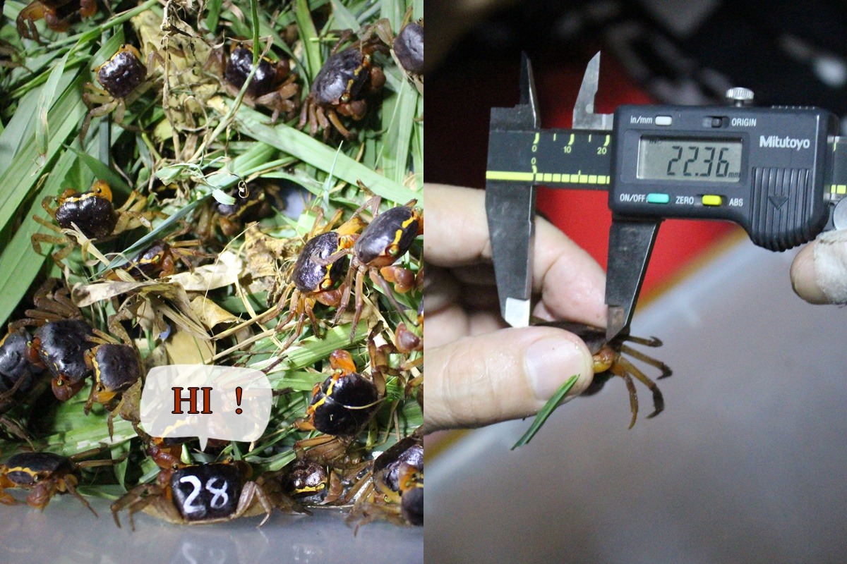 圖左用油漆筆標示「28」的是已經完成釋幼任務，正準備返回海岸林的蟹媽媽哦！圖右的奧氏後相手蟹正在量身。　黃靖雅/攝