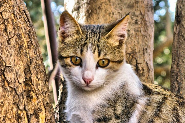 貓咪在戶外活動可說是危機四伏。　Flickr_anwar hu