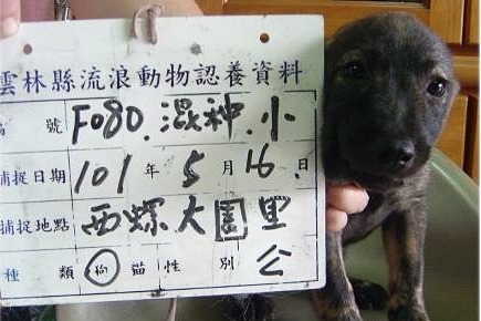 沒有收容所的雲林縣與15家動物醫院合作安置流浪動物，目前已經找到土地蓋收容所，但還須尋覓暫置收容處所。　Flickr_California Chan