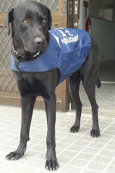 穿著警犬背心的王小胖，很有氣勢。　王國/提供