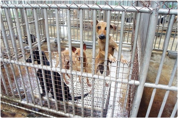 花蓮縣政府預計興建新的收容所「愛狗樂園」,目前仍在環評中。此為示意圖。 Flickr_California Chan