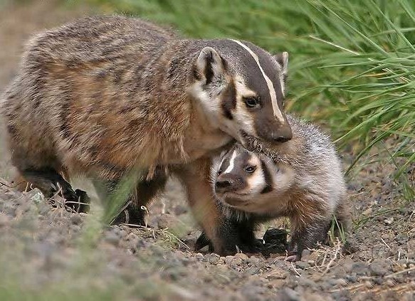 台東縣頻頻傳出患有狂犬病的野生鼬獾咬傷動物事件。取自網路